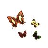 Set of 14 butterfly magnets
